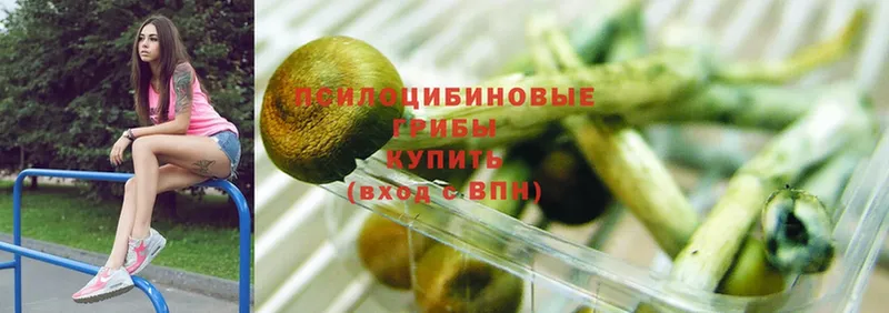 Галлюциногенные грибы Psilocybine cubensis  купить  сайты  Каргополь 